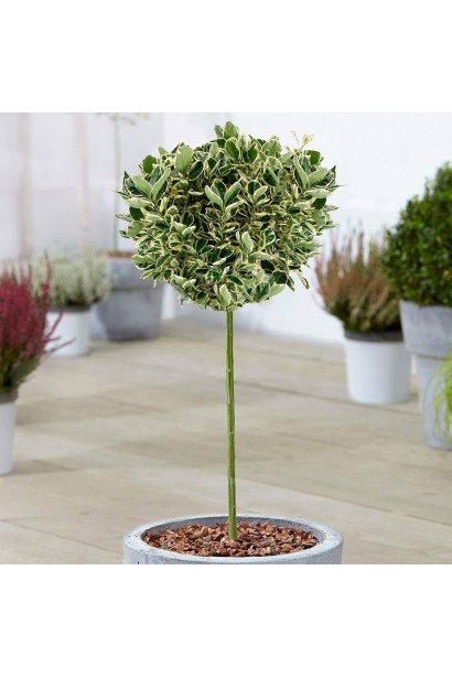 Бруслина японська Альбомаргіната на штамбі куляста крона